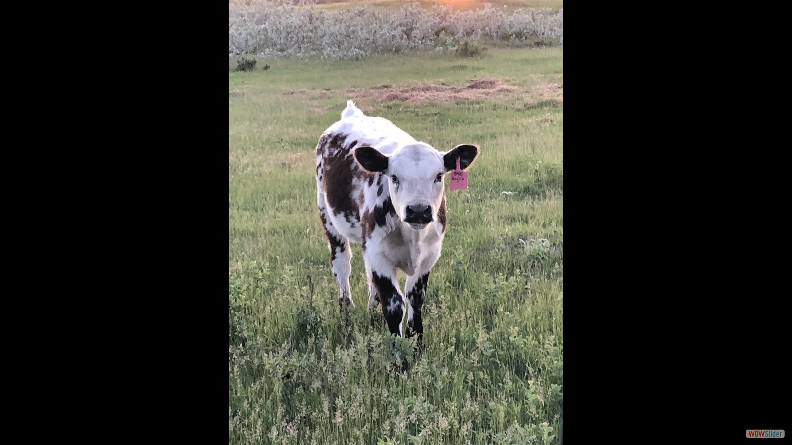 102 - Cagen Sauter - JR