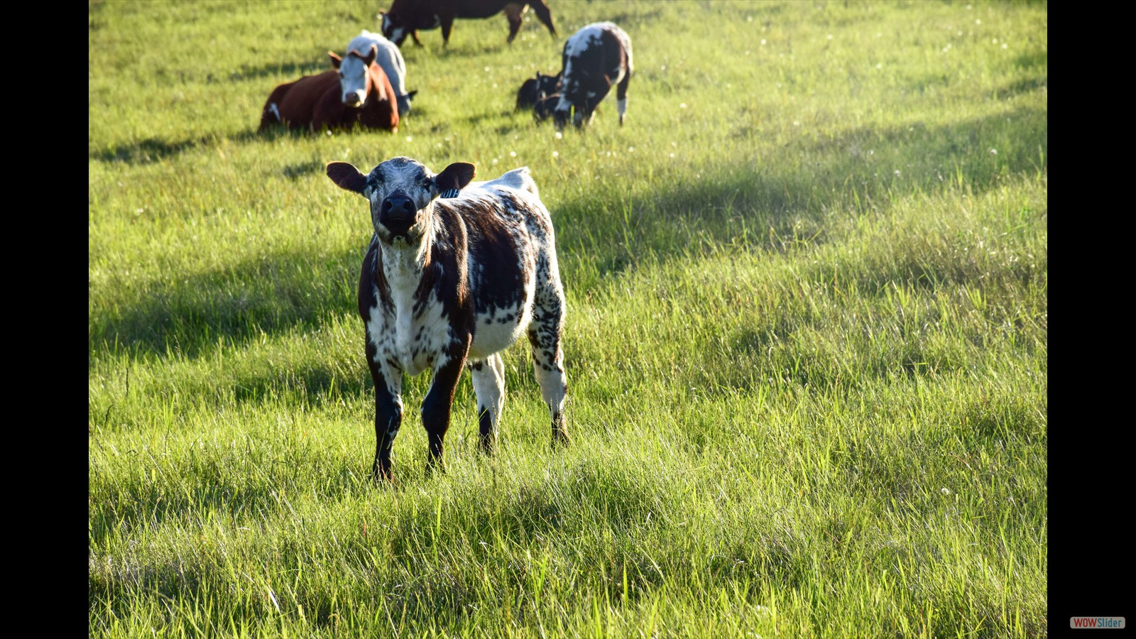 104 - Luke Brundige - JR