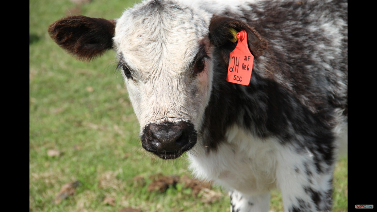 108 - Rebecca Lane - JR