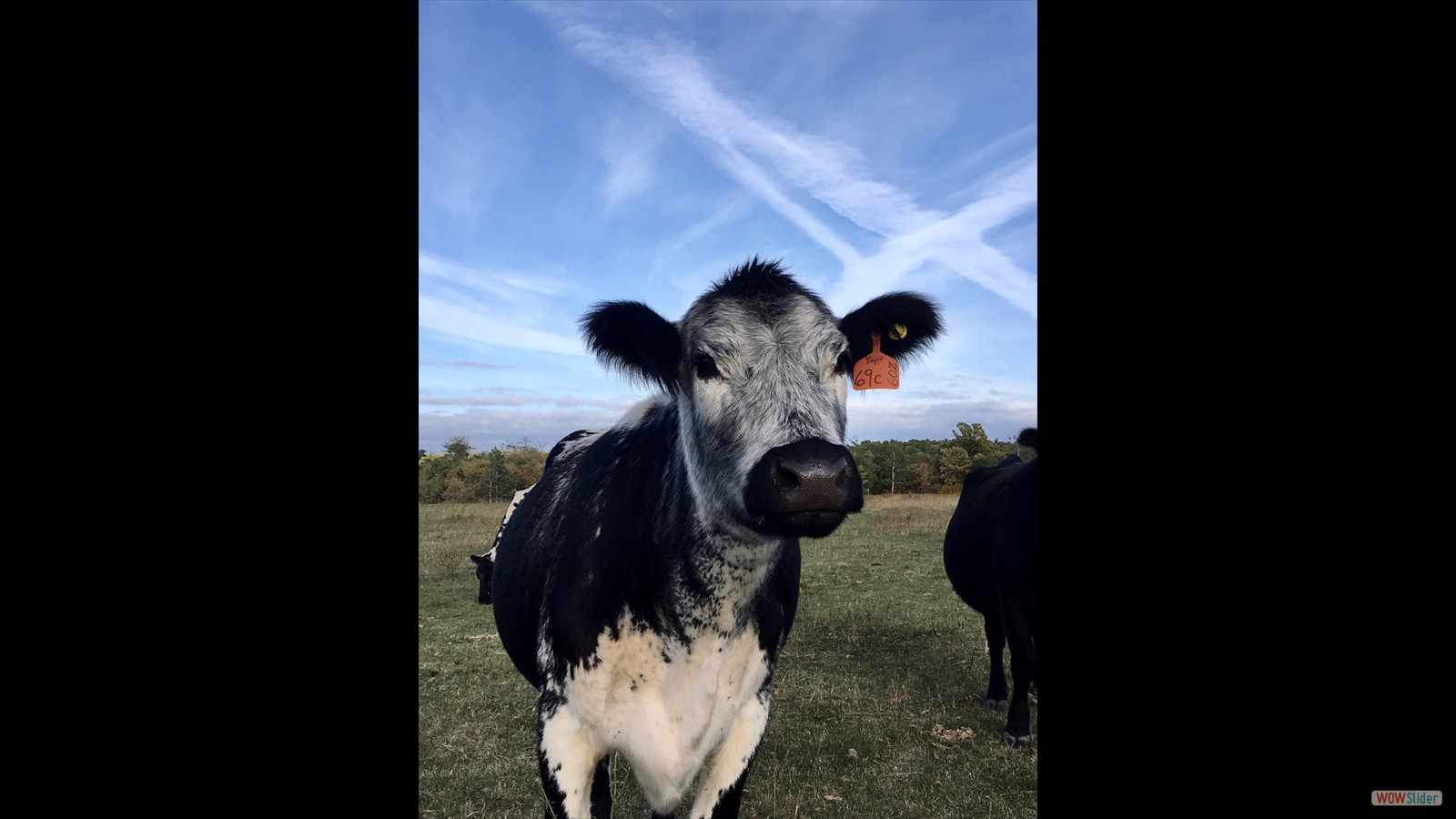 113 - Mona Van de Langemheen - SR