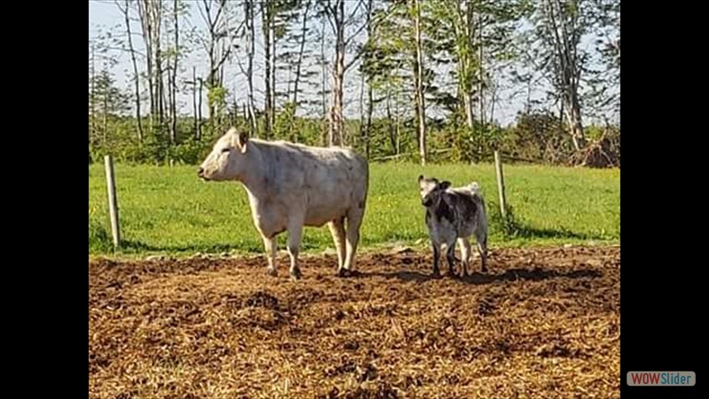 115 - Sydney Carter - JR