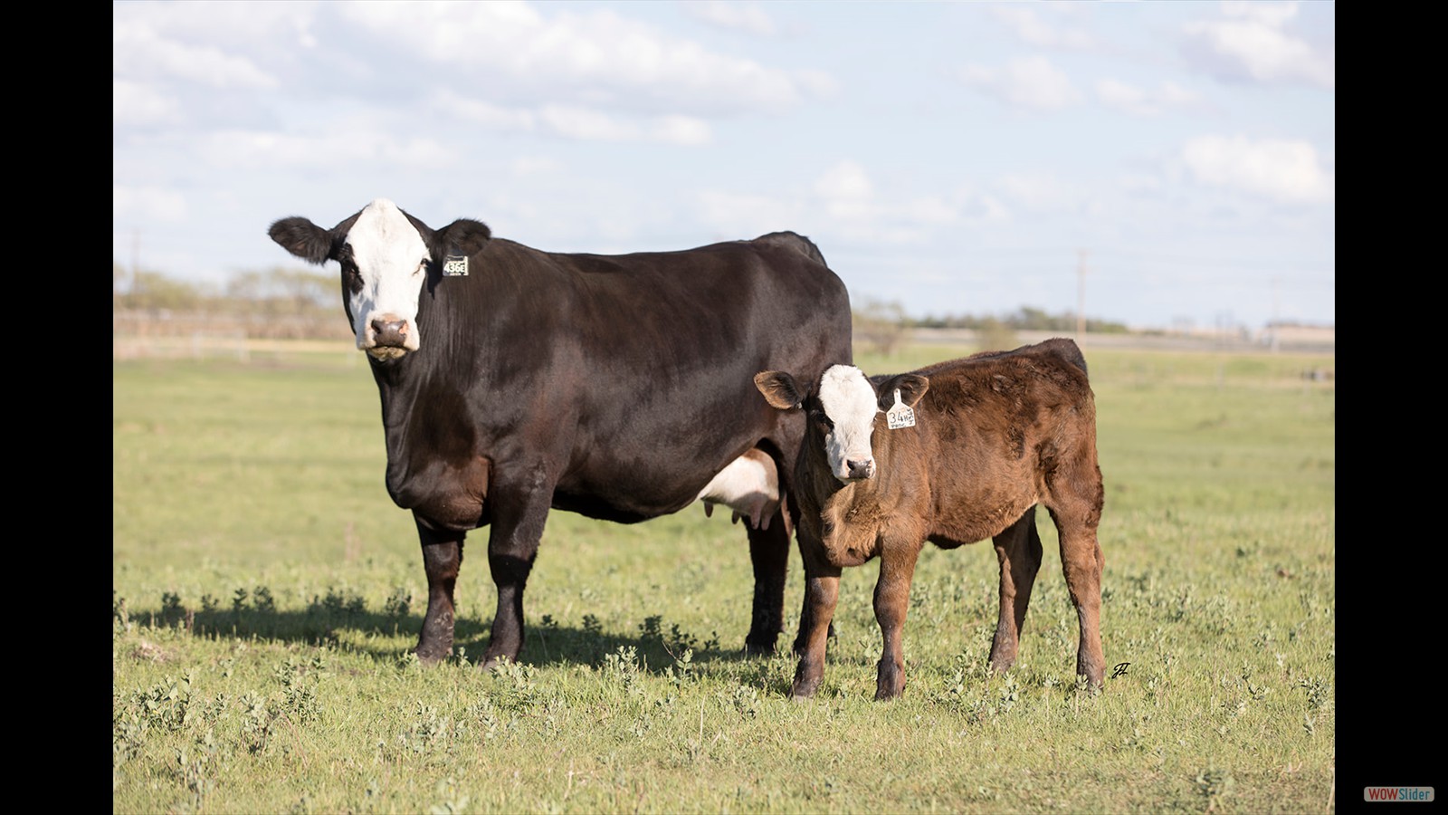 115D - Rayel Kaczmar