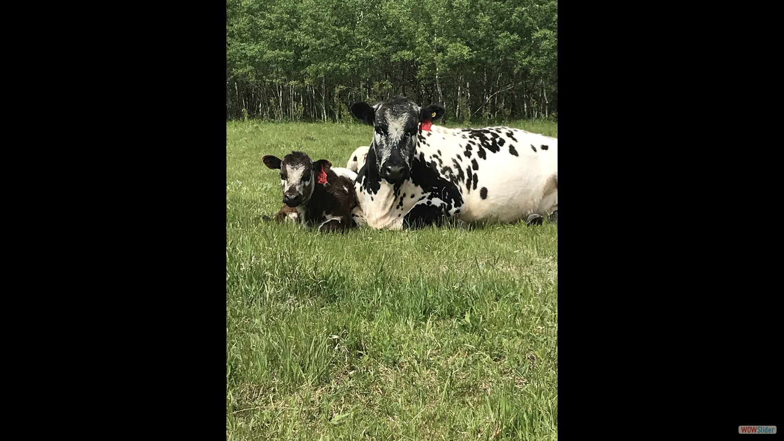 116 - Keston Artindale - PeeWee