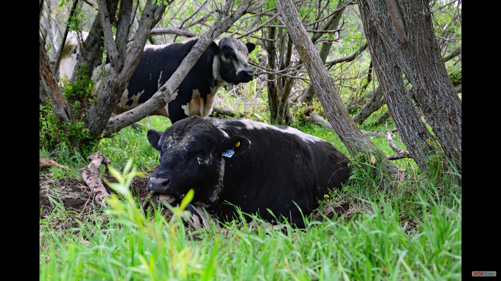 118 - Elli Vogel - PeeWee