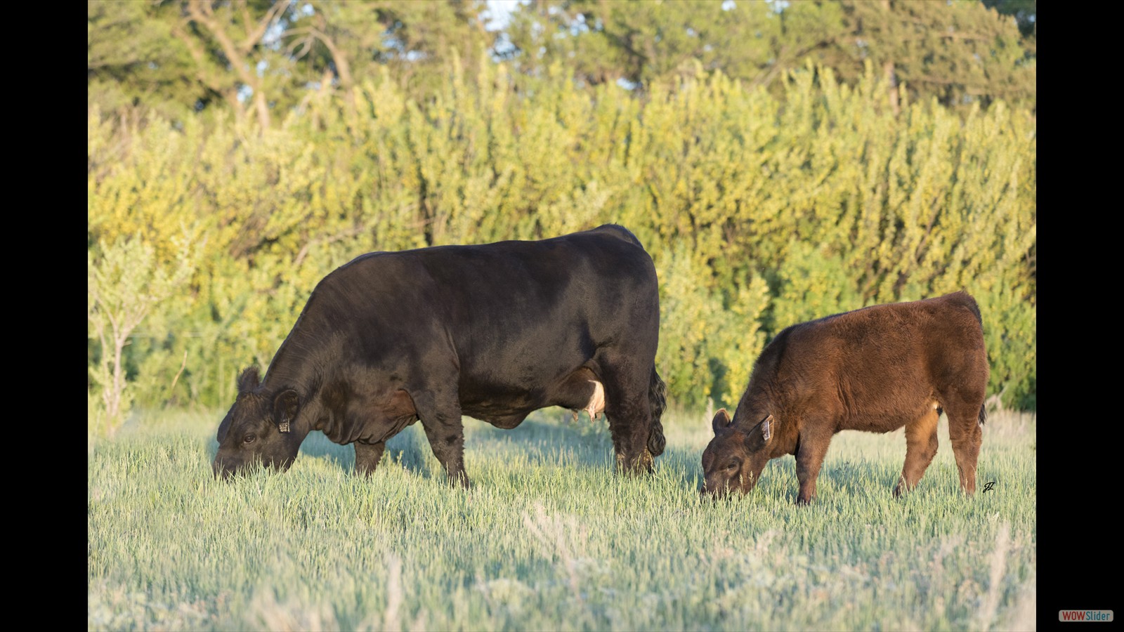 119A - Rayel Kaczmar