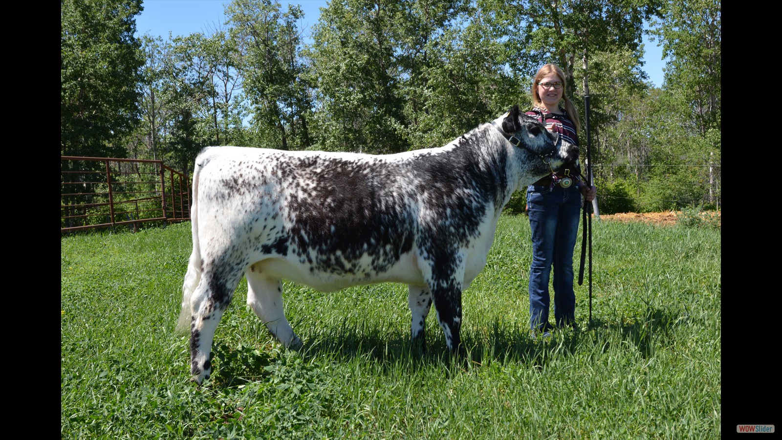 jquery image carousel