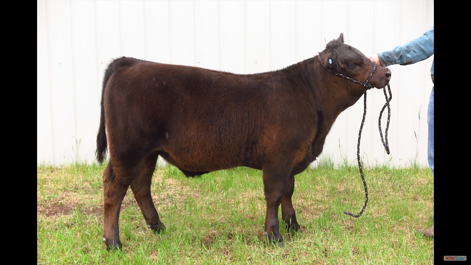 126K - Wyatt Millar calf