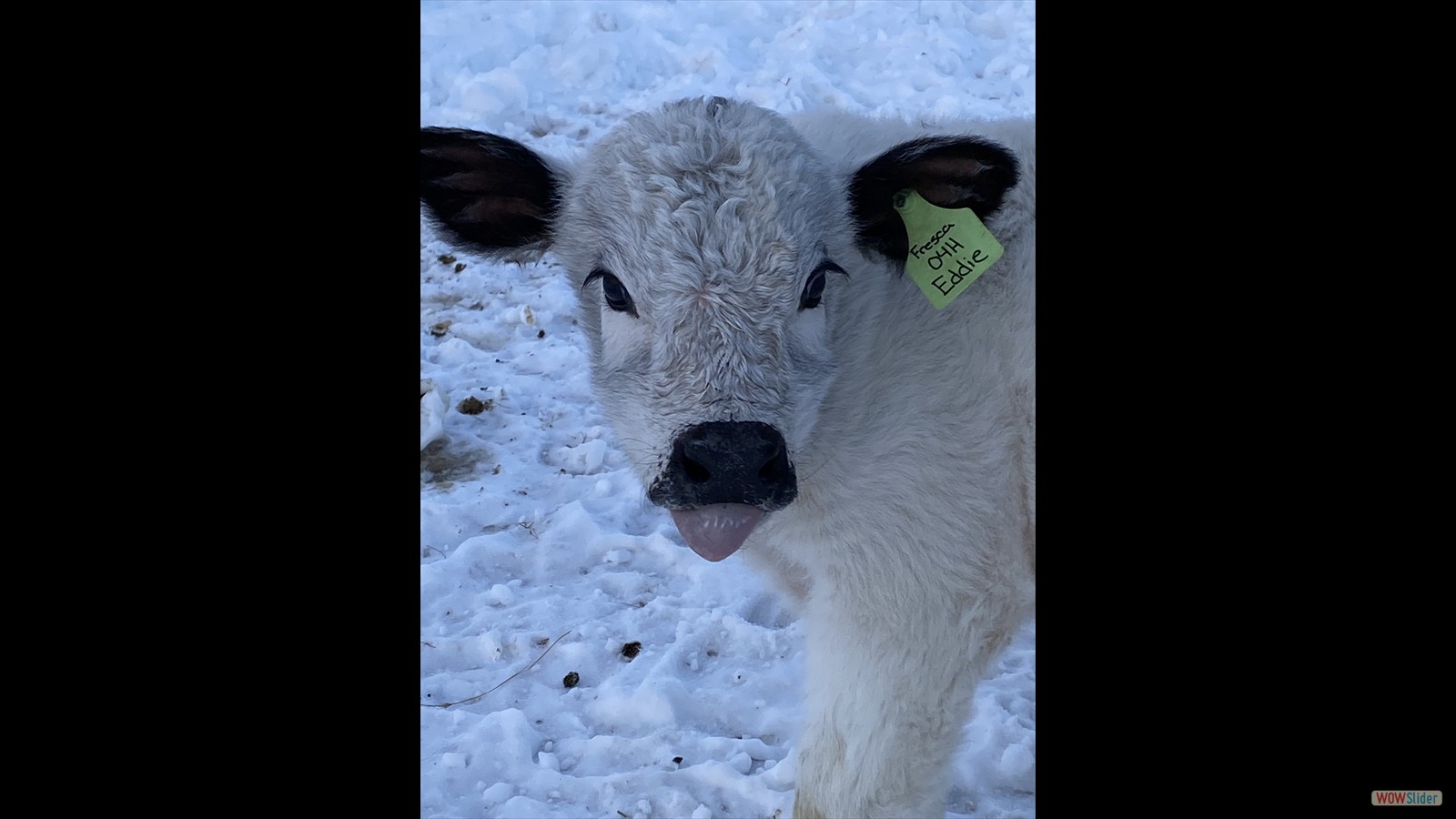 128 - Jayden Calvert SR