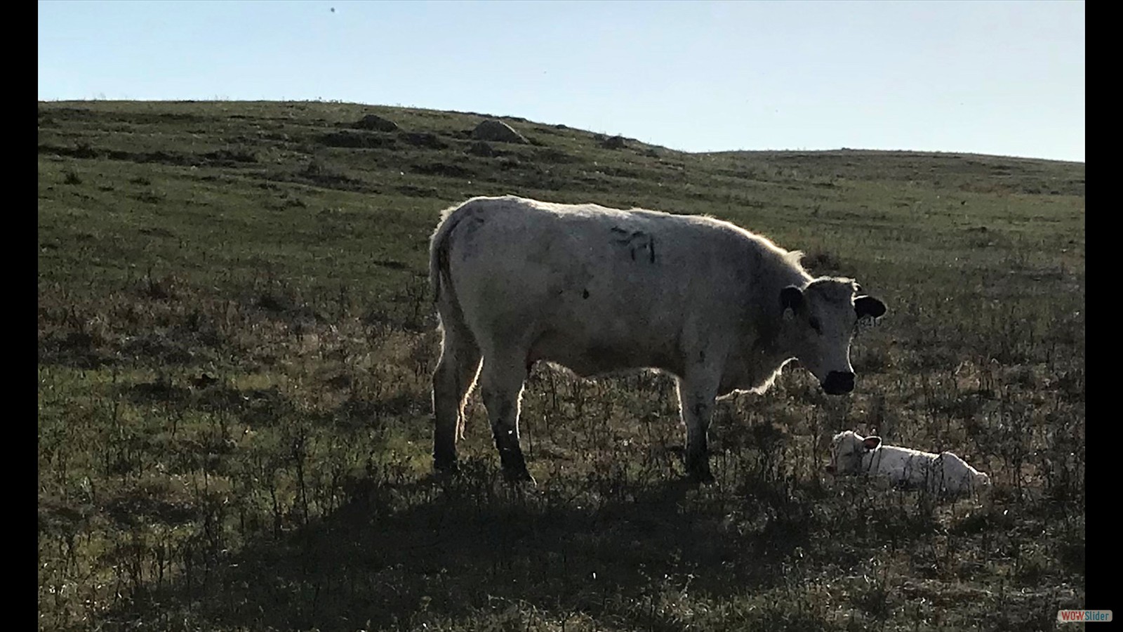 135 - Andrea Freadette JR