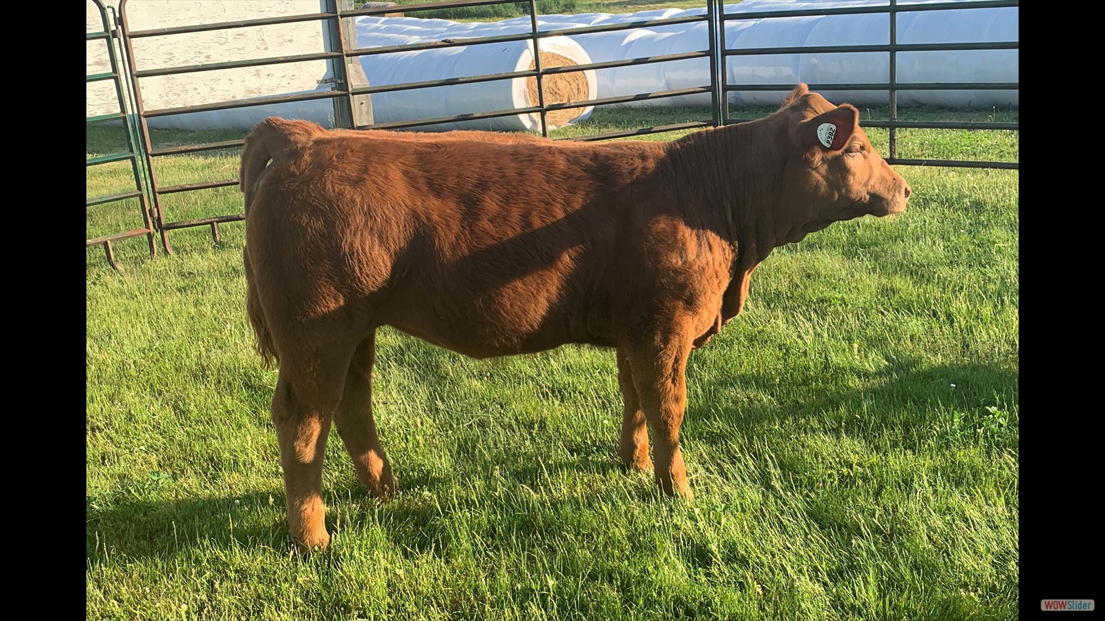 140A - Charlie Morse