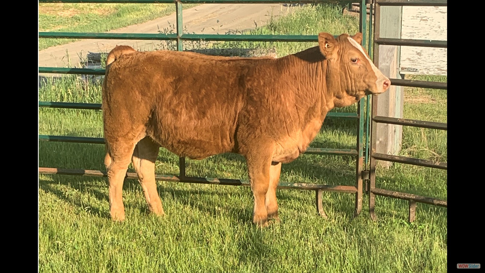 bootstrap image slider