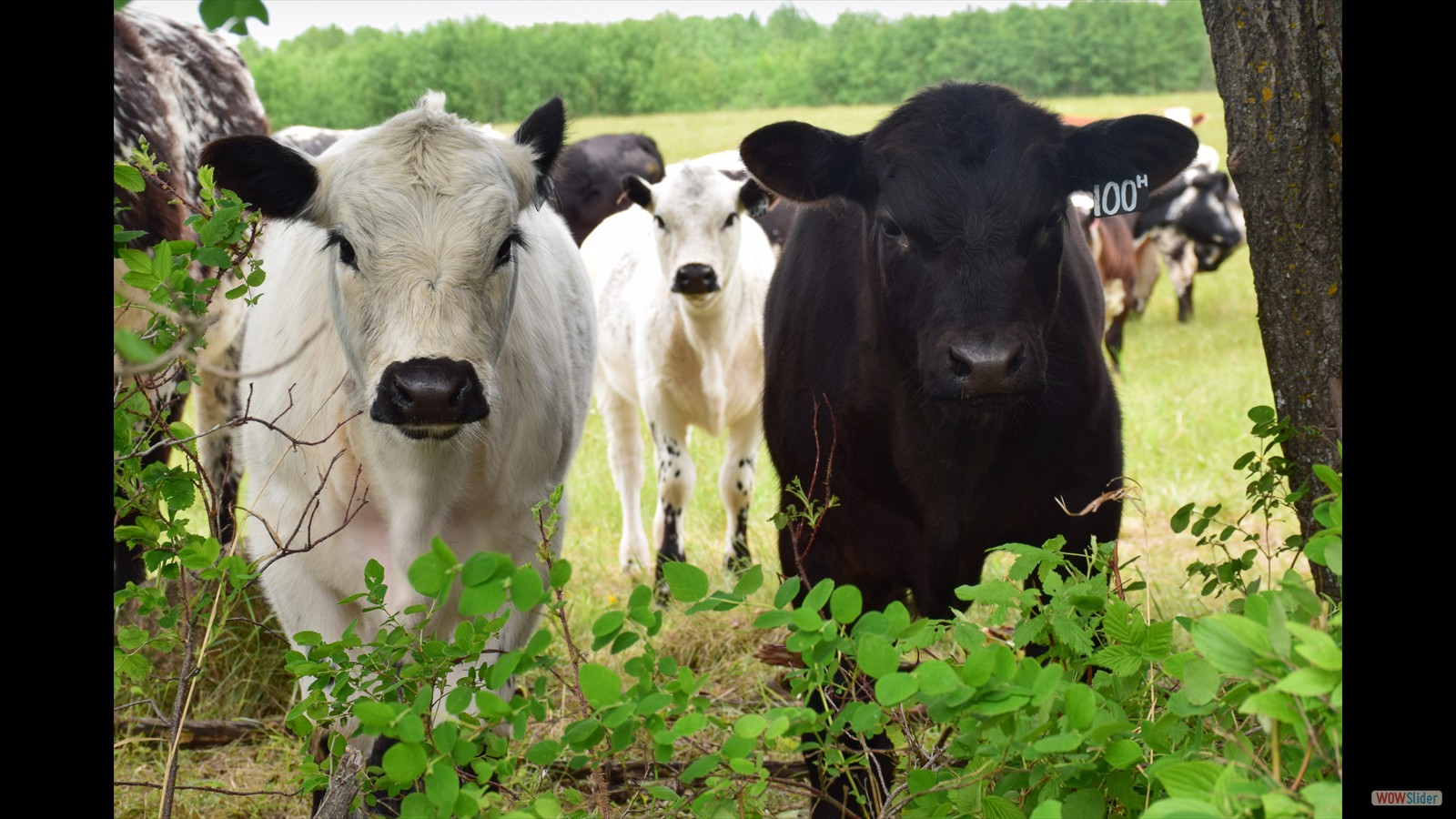 145 - Melody Brundige - PeeWee