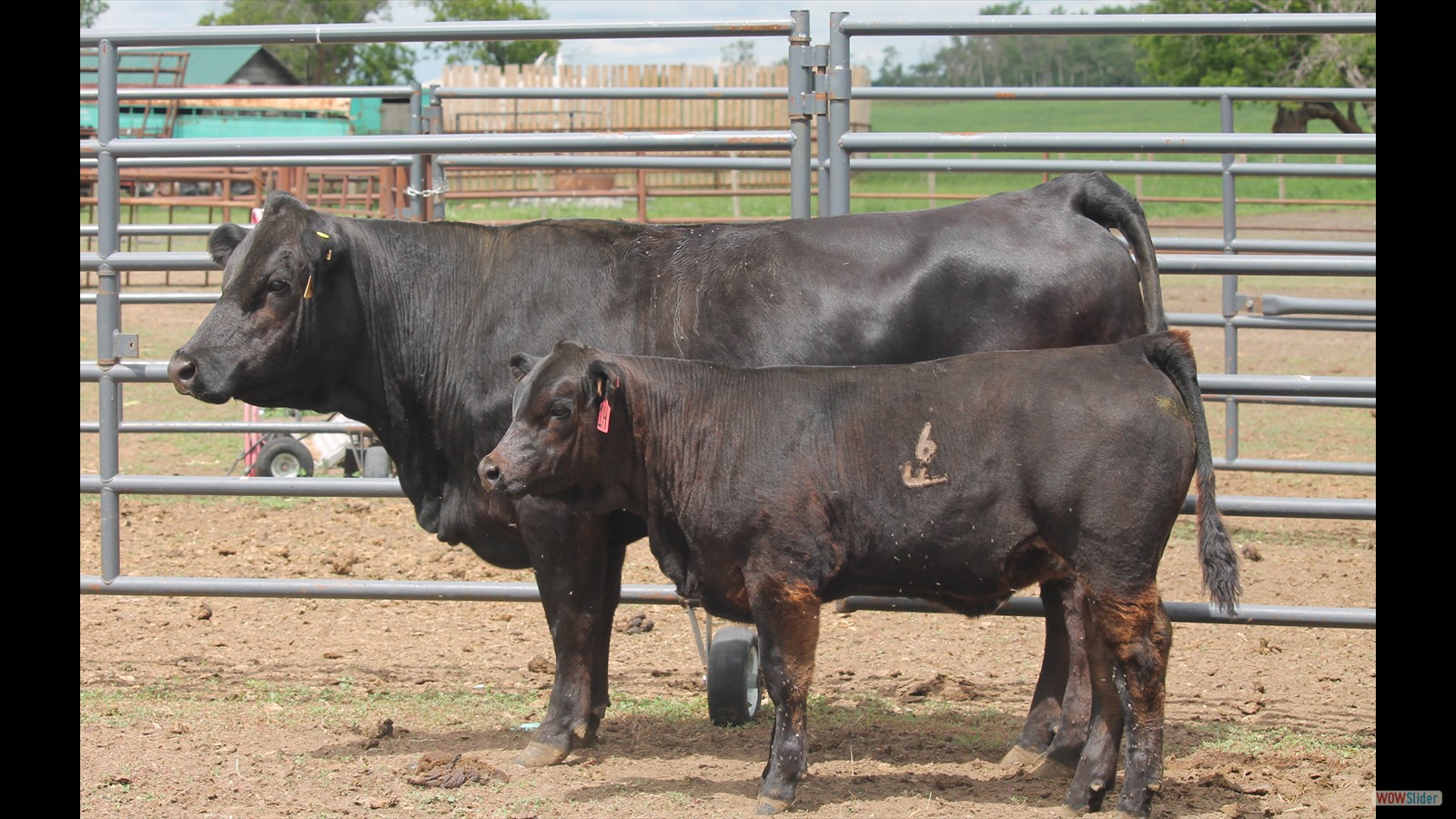 145C - Gracie Falconer