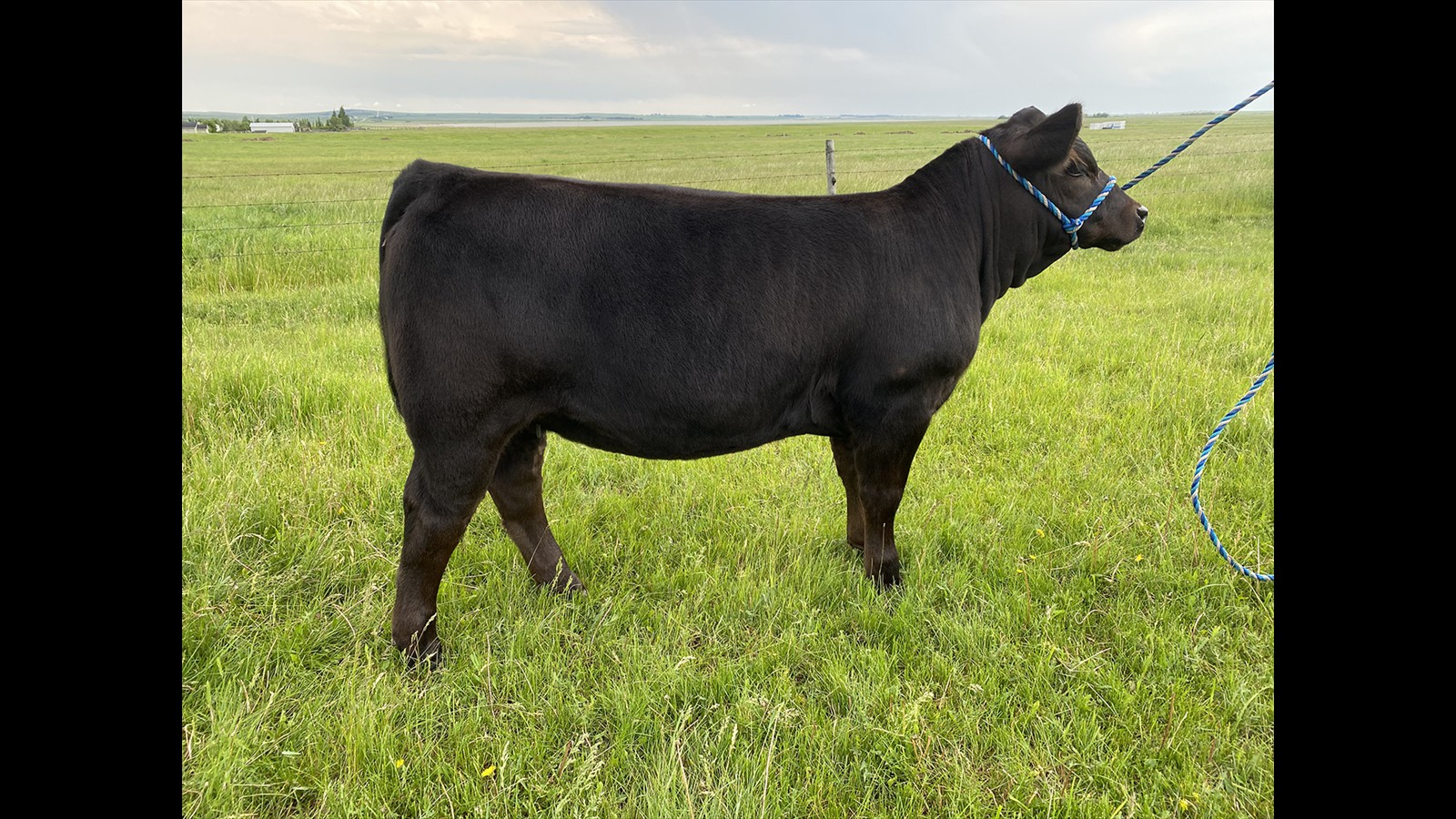 15G - Jacey Massey - 2YO PB - Calf