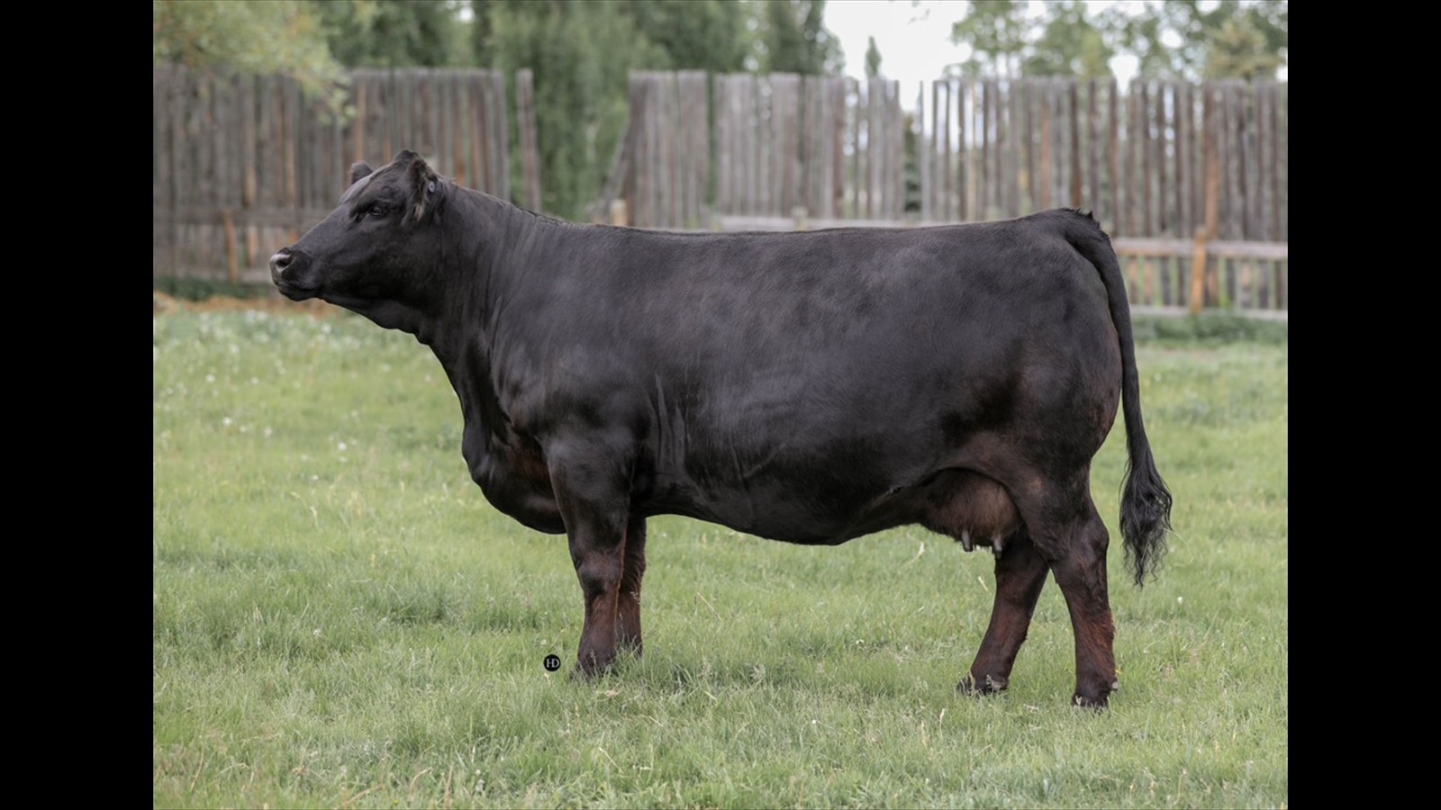 15G - Jacey Massey - 2YO PB - Cow