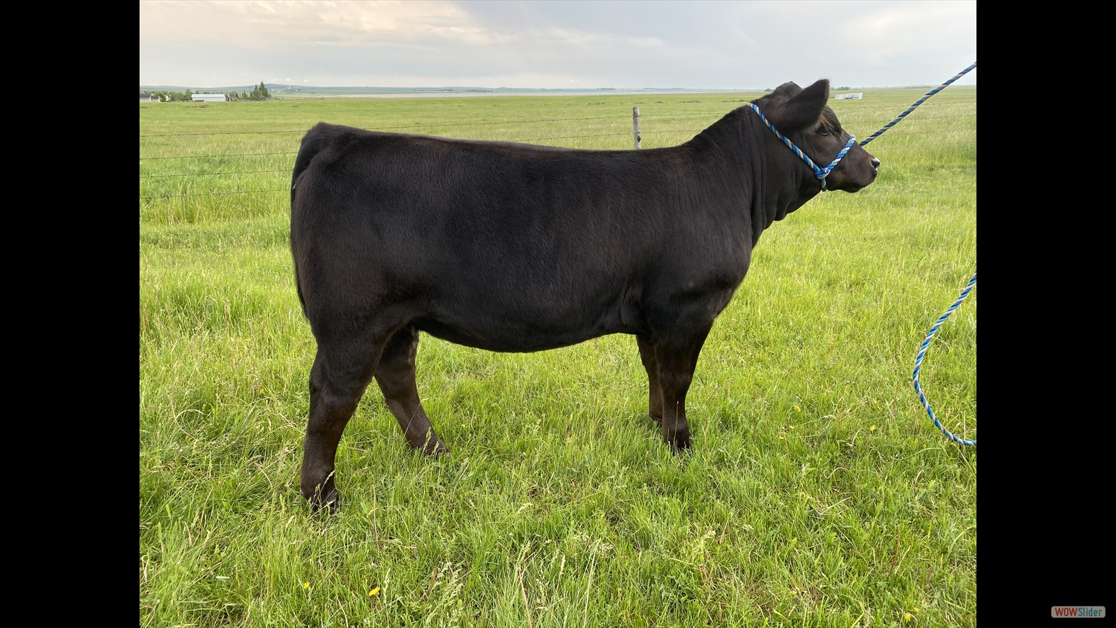 176C - Jacey Massey calf