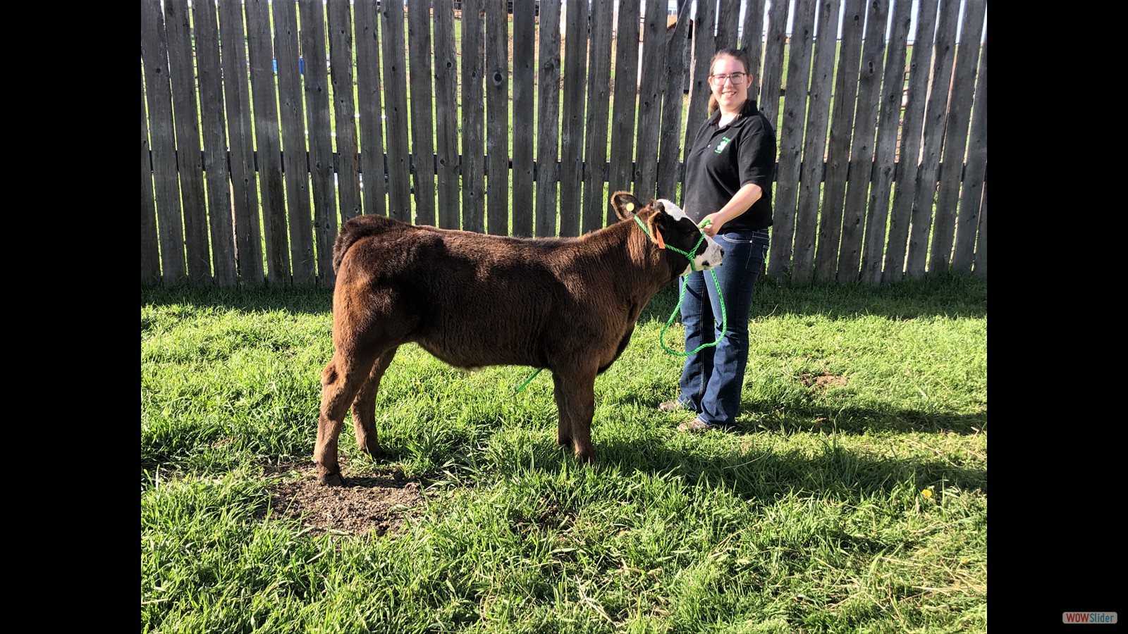 178J - Kaylie Krys calf