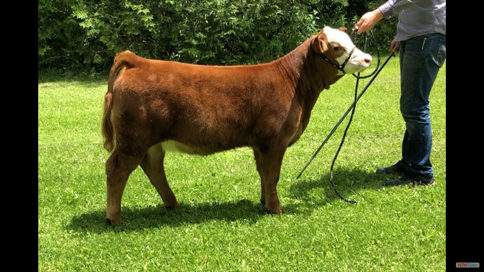 181D - Jordan Burns calf