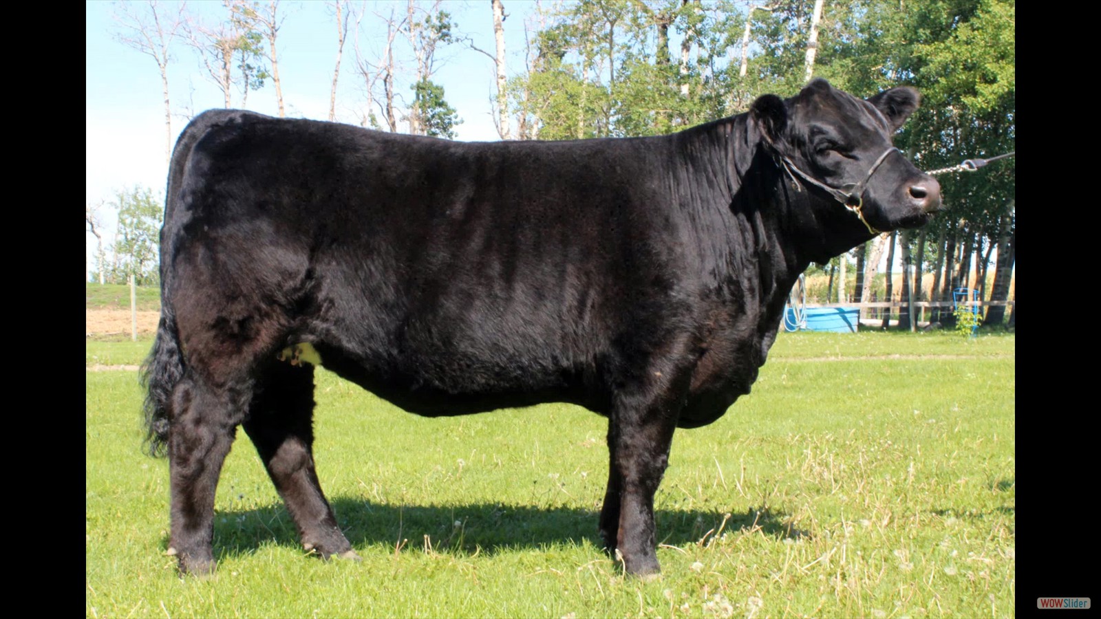 javascript slideshow