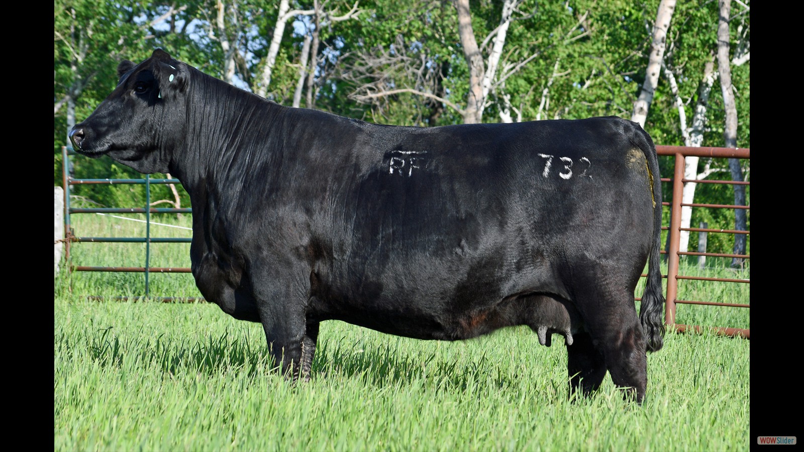 slideshow javascript