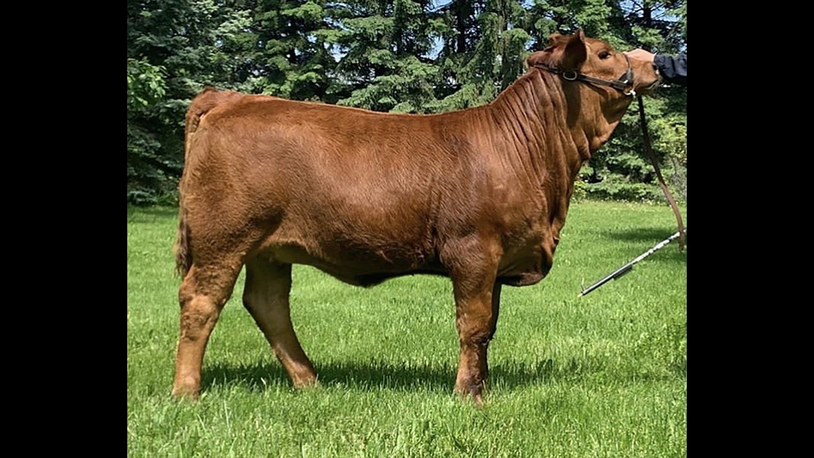 1A - Jordynn Rogers - PB HF