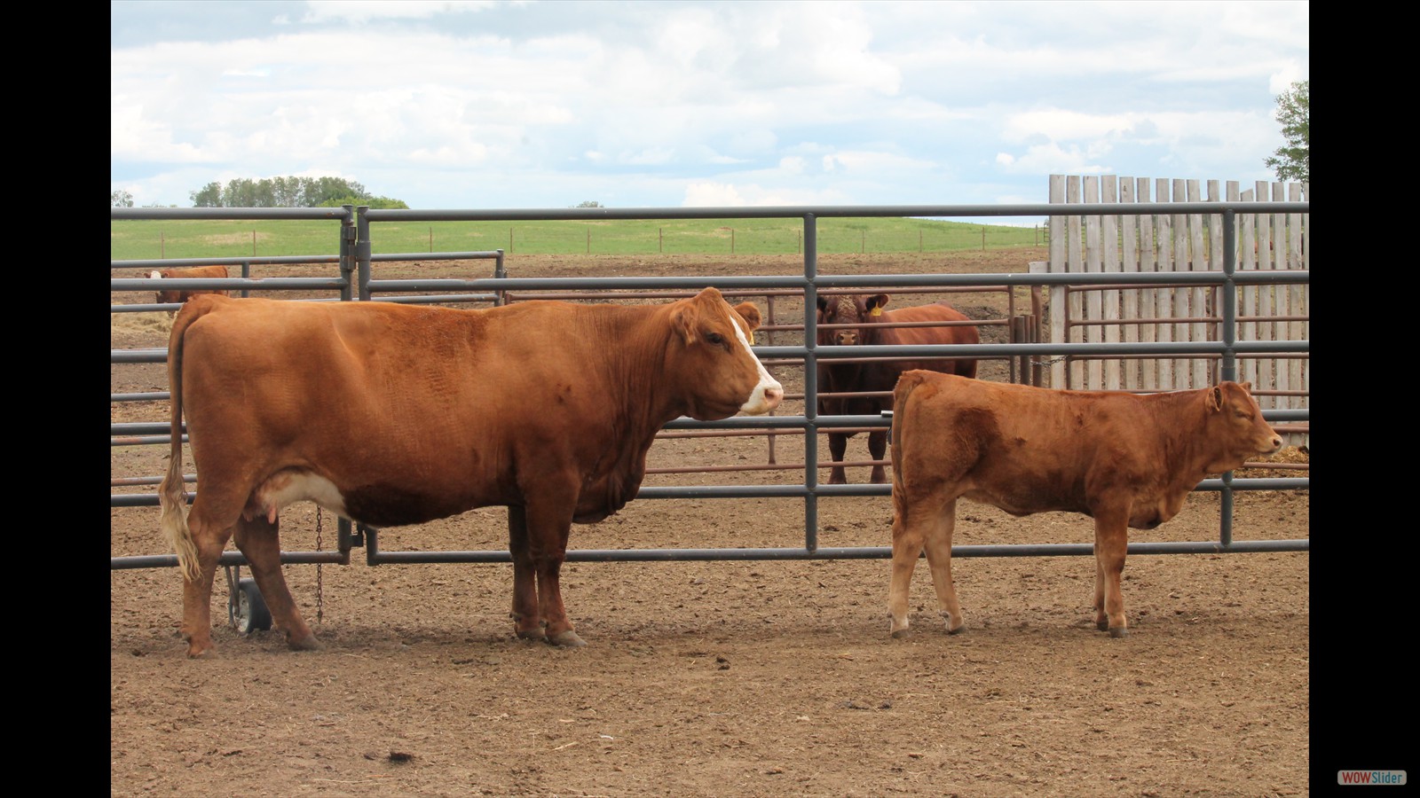 200D - Emma Falconer