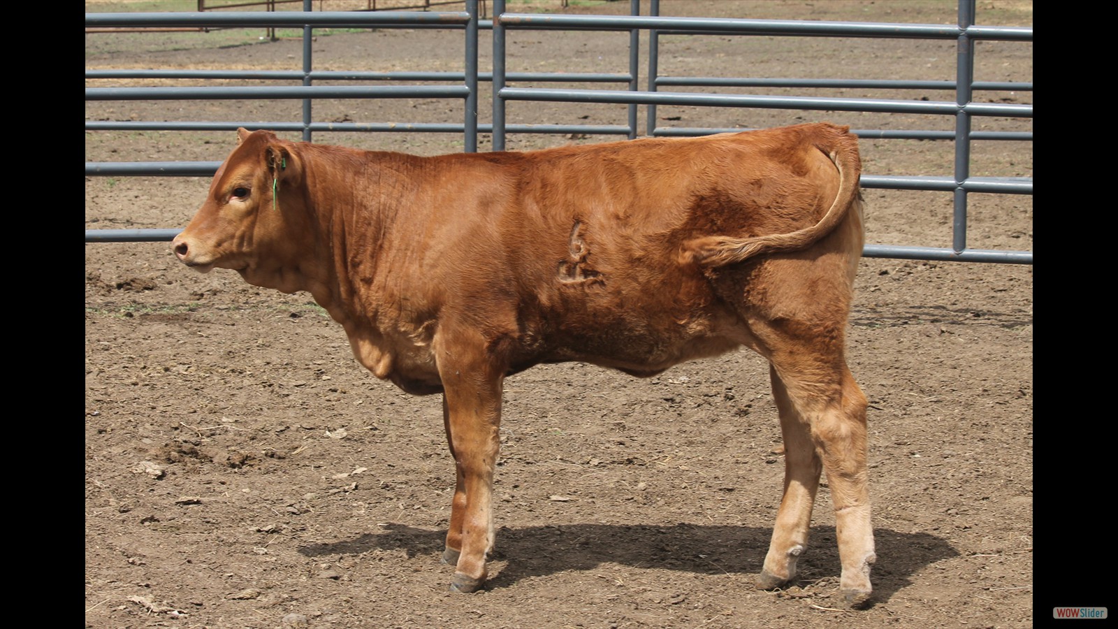 202A - Emma Falconer