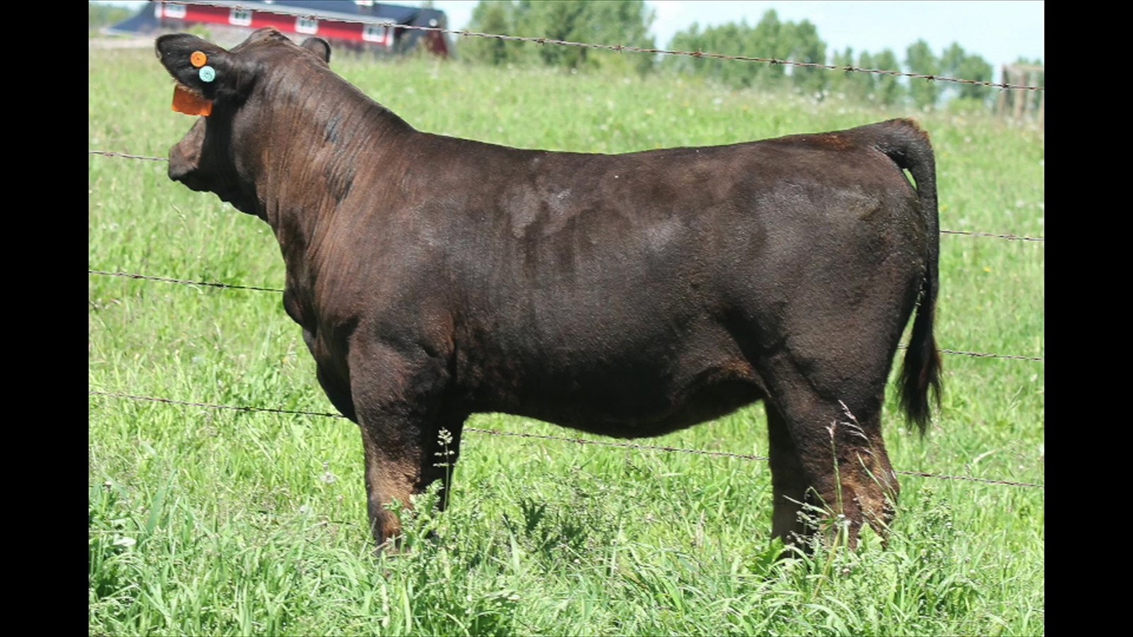 21A - Stella Mader - PB HF