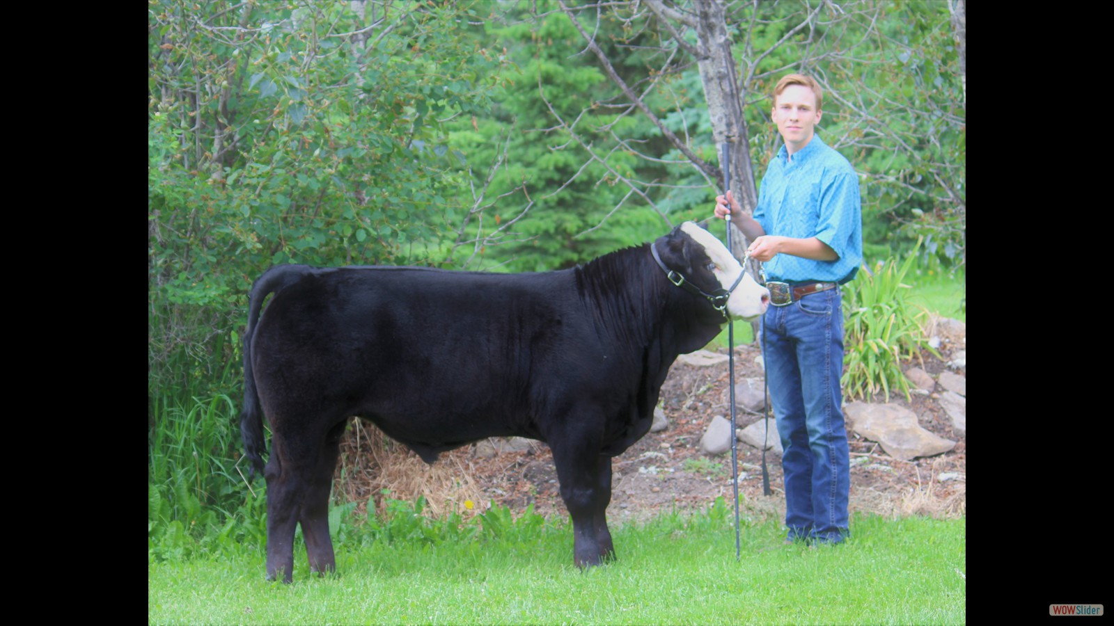 227D - Layne Cuthbertson calf