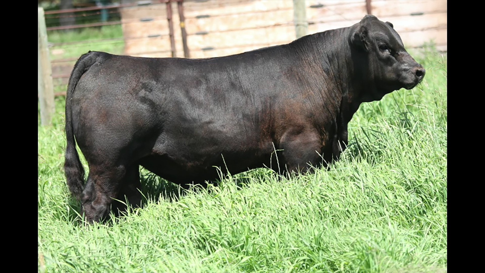 22C - Stella Mader - PB Bull