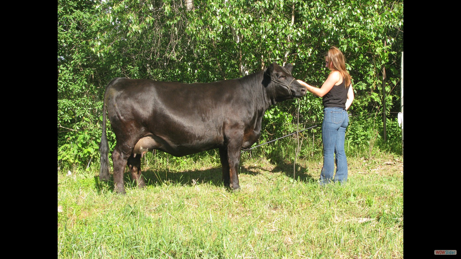 235C - Jade Noiseux cow