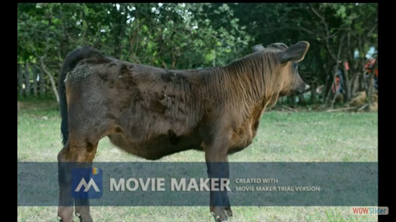 237C - Hope Pinkham Ccalf