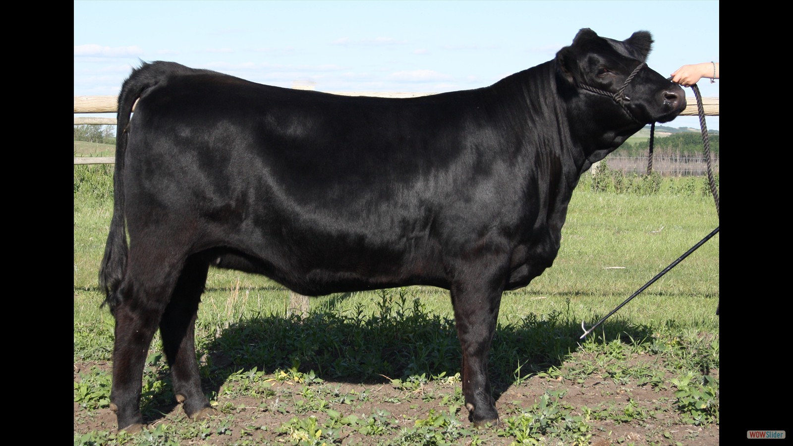 239B - Isabel Pratte