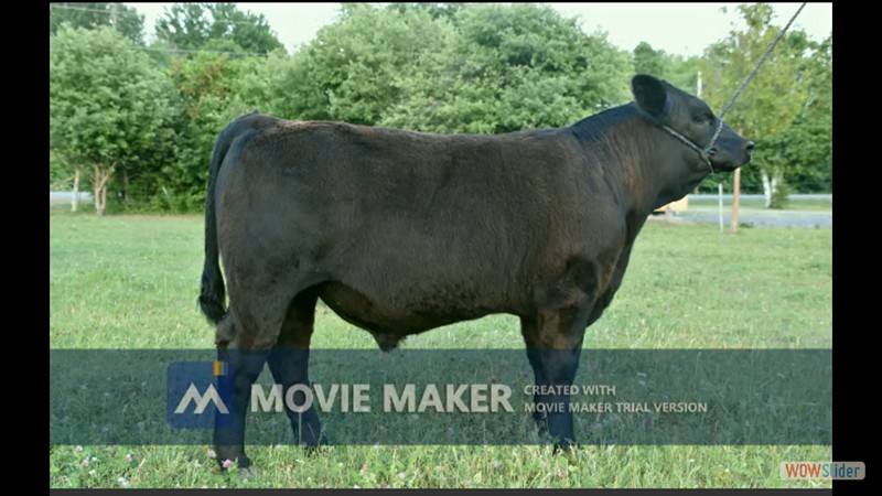 245K - Cassidy Pinkham calf