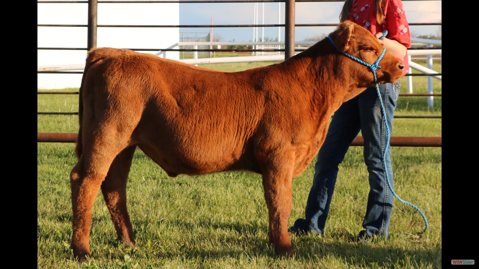 258E - Treytin French