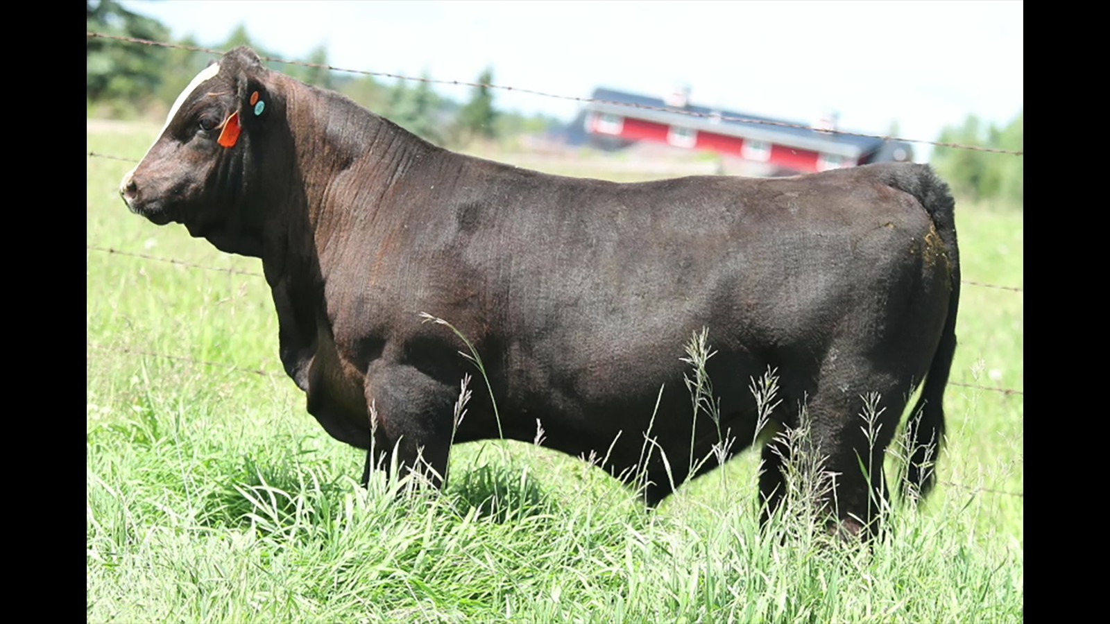 26C - Hawkin Mader - PB Bull