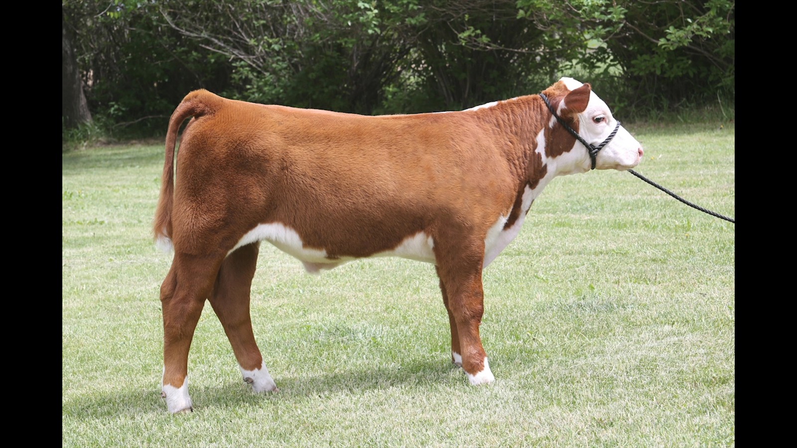 28-55-10A-Levi Rimke