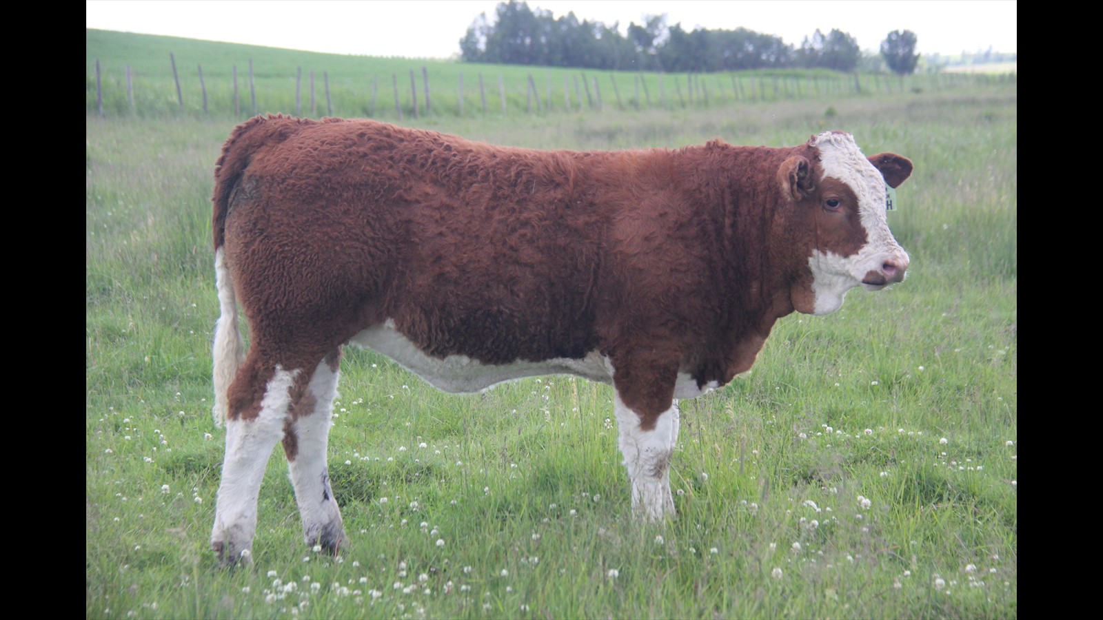 29A - Mackenzie Skeels - PB HF