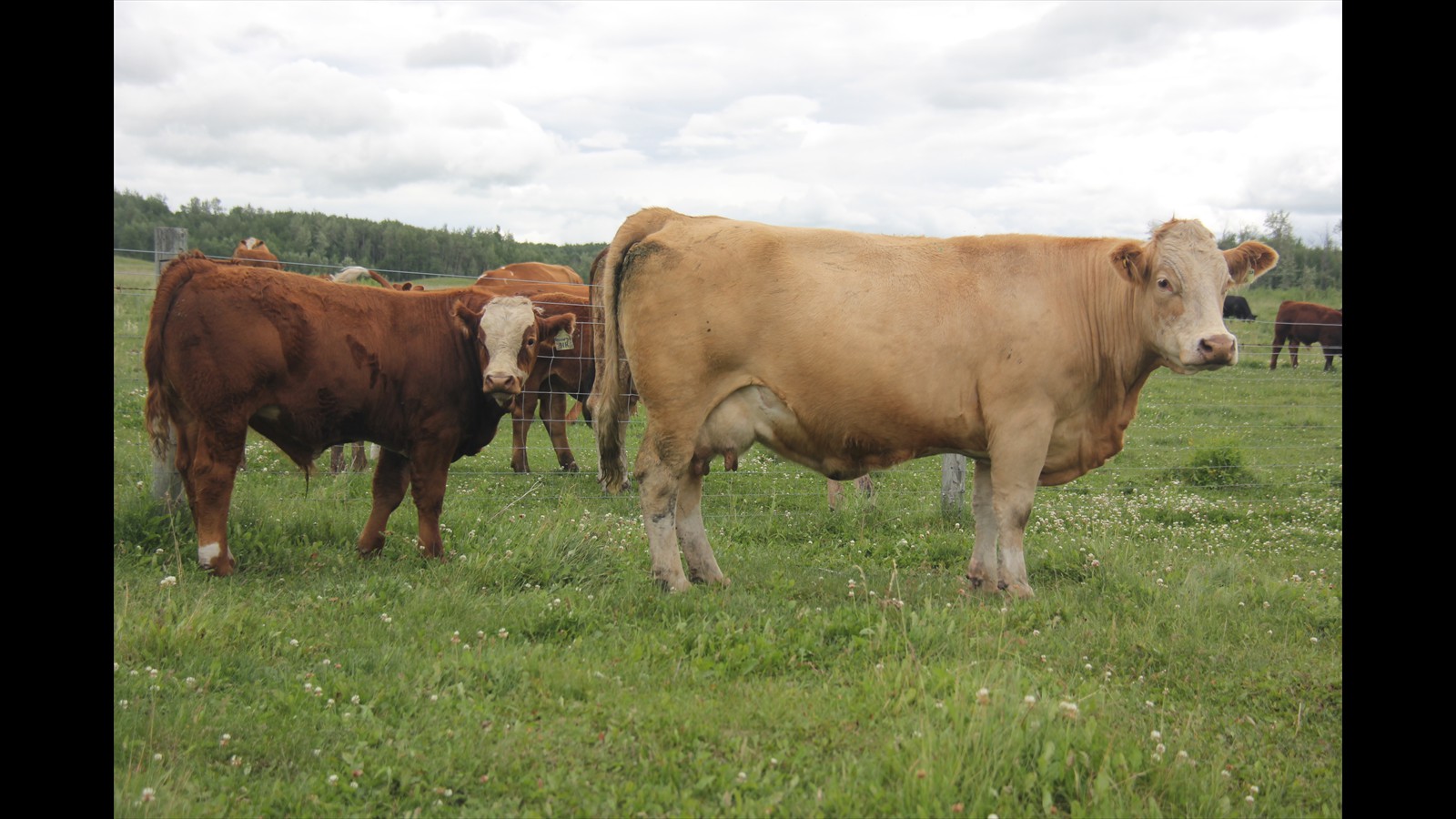 31G - Mackenzie Skeels - Mature PB - Pair