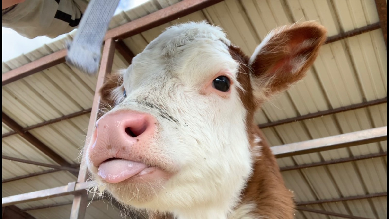 32-29 - Orianna Hyndman