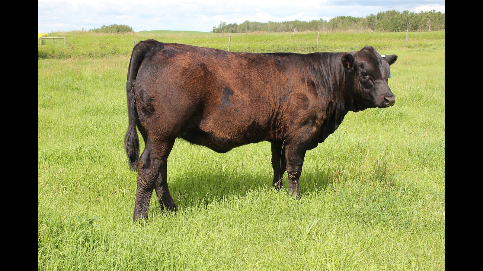 35A - David Ruzicka - PB HF