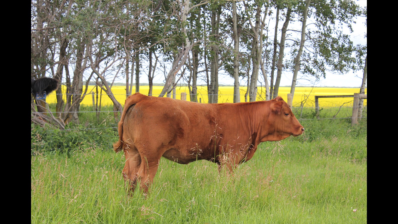 40A - Sara-Jane Ruzicka - PB HF