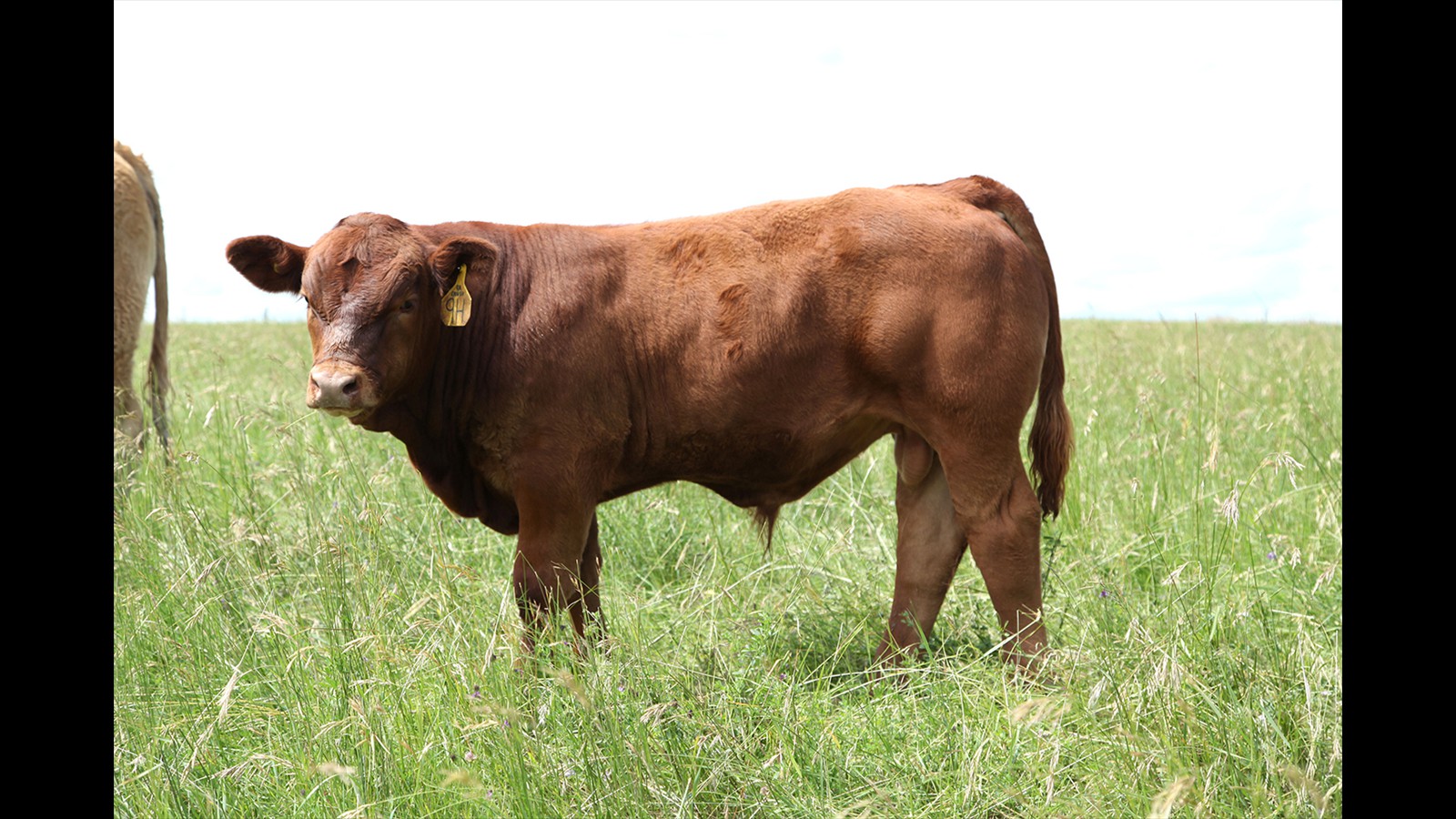 41D - Tyler Bullee - CM Bull