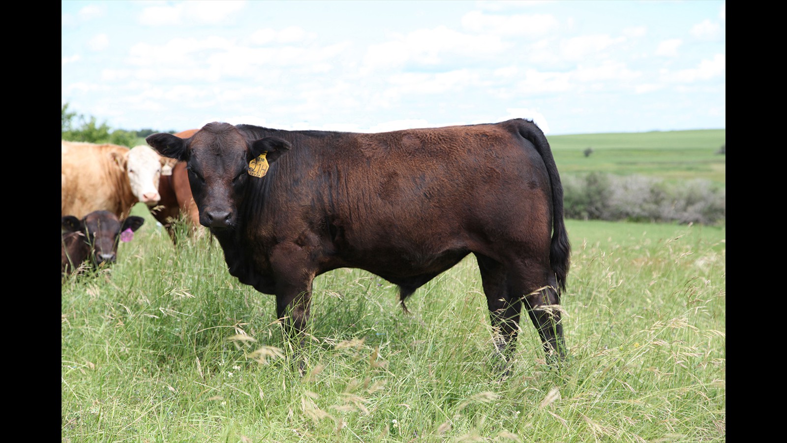 42D - Tyler Bullee - CM Bull