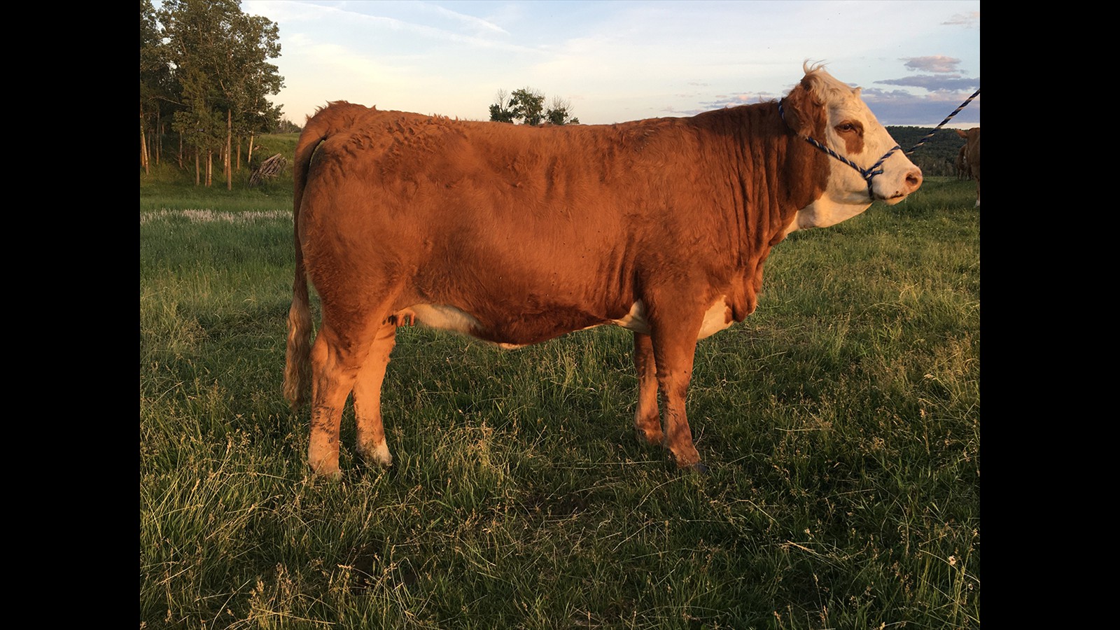 44E - Gary Waldrom - PB Yrl