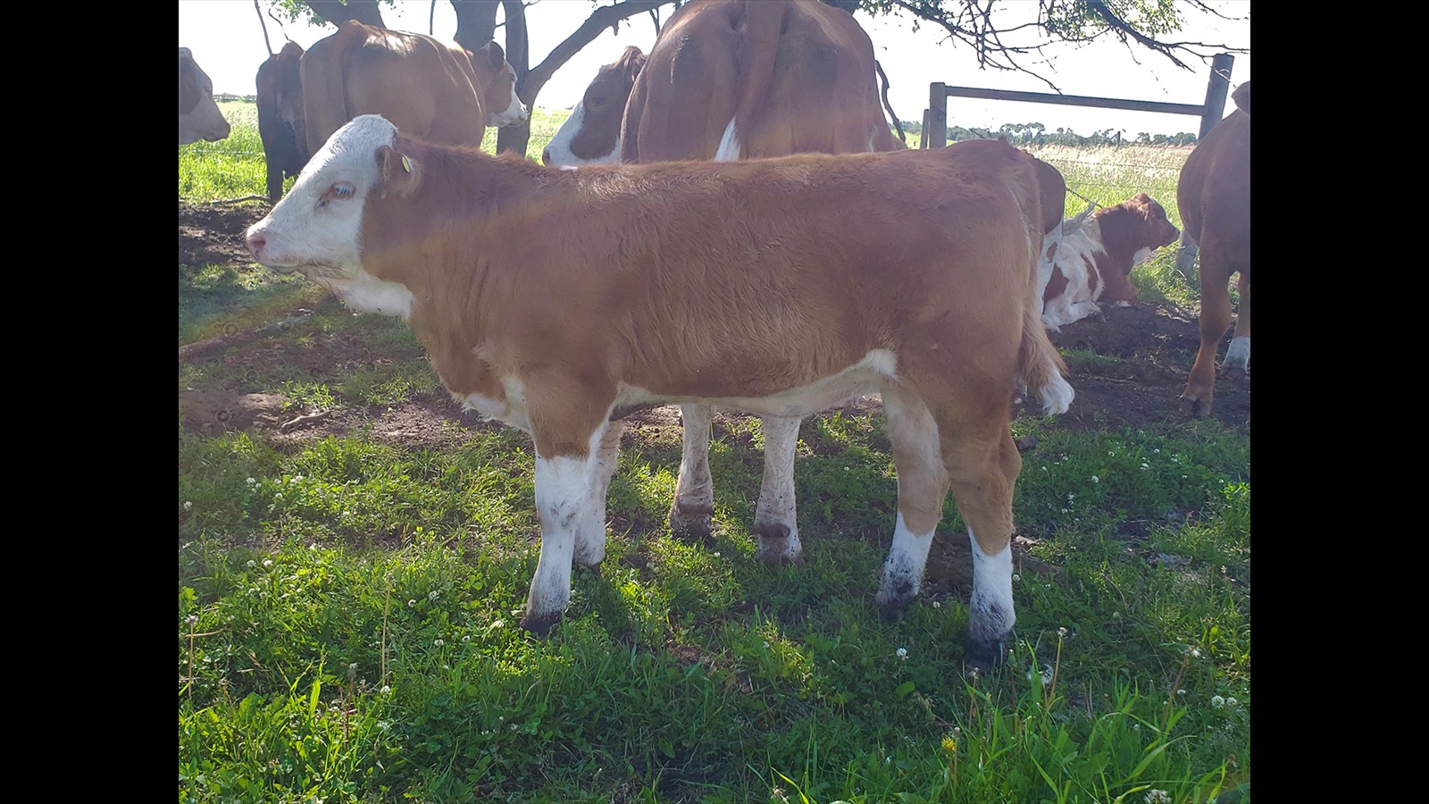 48B - Emilee Oro - CM HF Calve