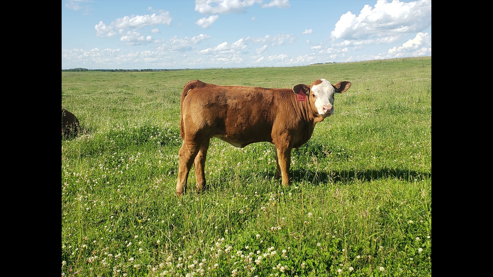 49B - Emilee Oro - CM HF Calve