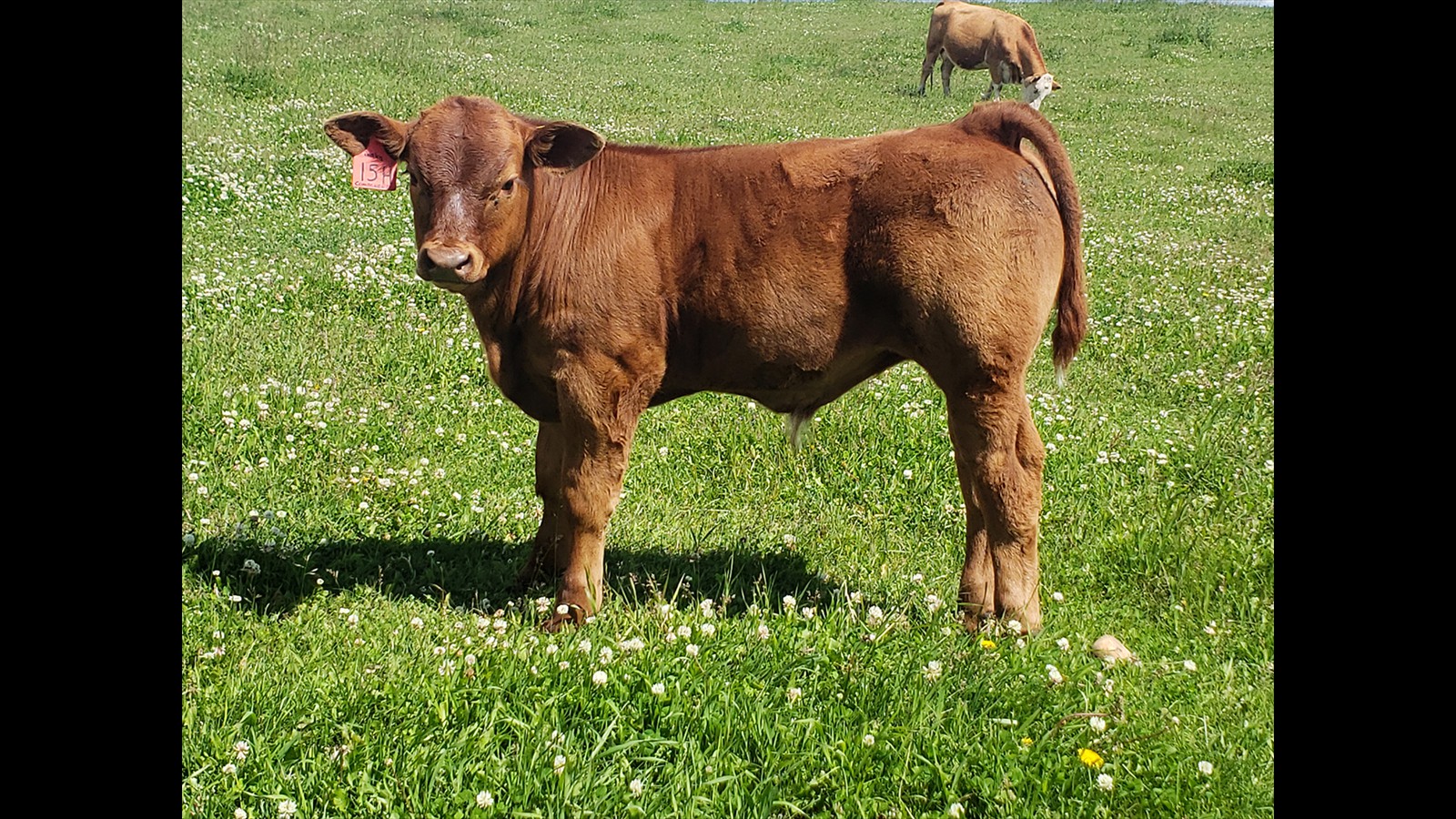 50D - Emilee Oro - CM Bull