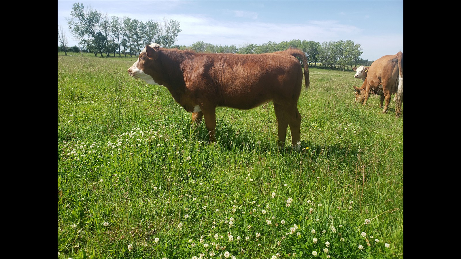 53G - Emilee Oro - 2YO PB - Calf