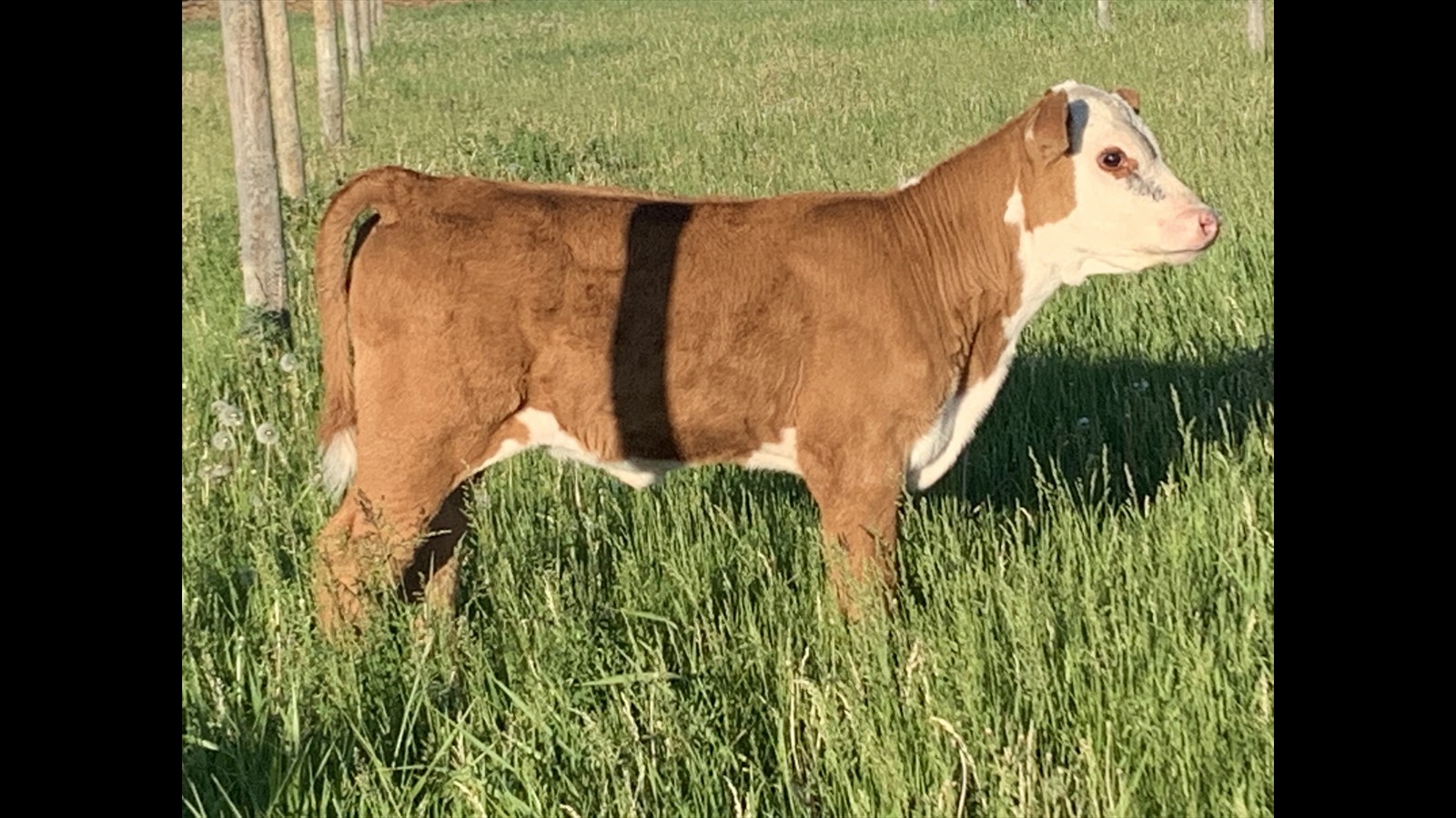 5-8-3-Kylee Dixon Calf